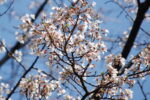 令和3年3月26日　薄墨桜が咲いています