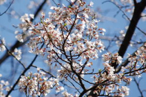 令和3年3月26日　薄墨桜が咲いています