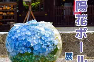 令和6年6月8日「紫陽花ボール」