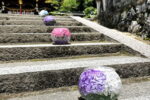 紫陽花ボール